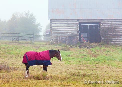Horse & Barn_09790.jpg - Photographed near Carleton Place, Ontario, Canada.
